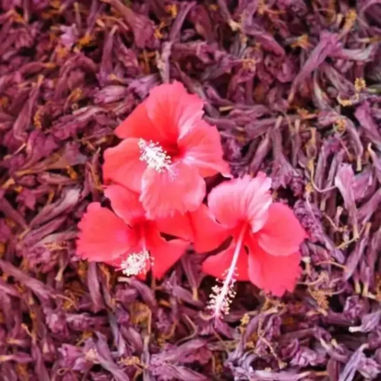 Dry Hibiscus