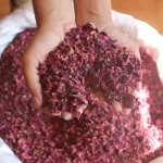 Dry Rose Petal